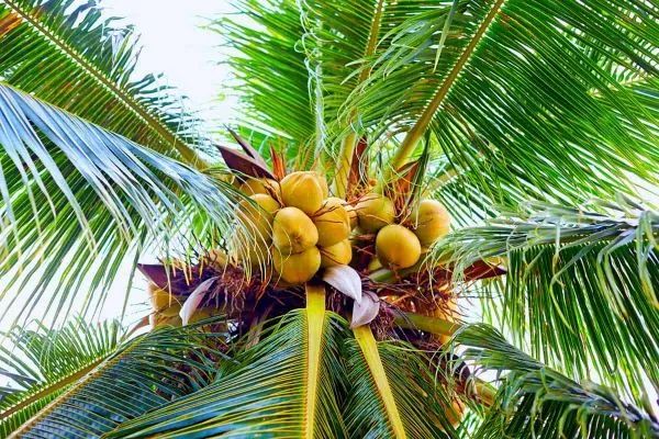 Round Polished Textured Coconut Shell 400ml - Eco Leaf Products