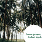 Rice Husk Disposable Plates - Made From 100% Paddy Residue - Eco Leaf Products