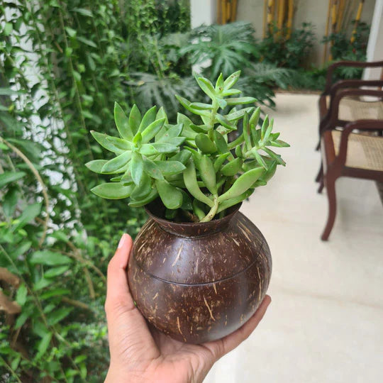 Plant Pot with Cork Tray